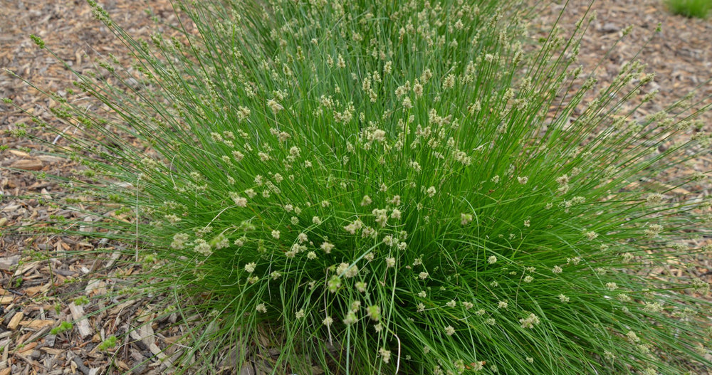 Leavenworth's Texas Sedge