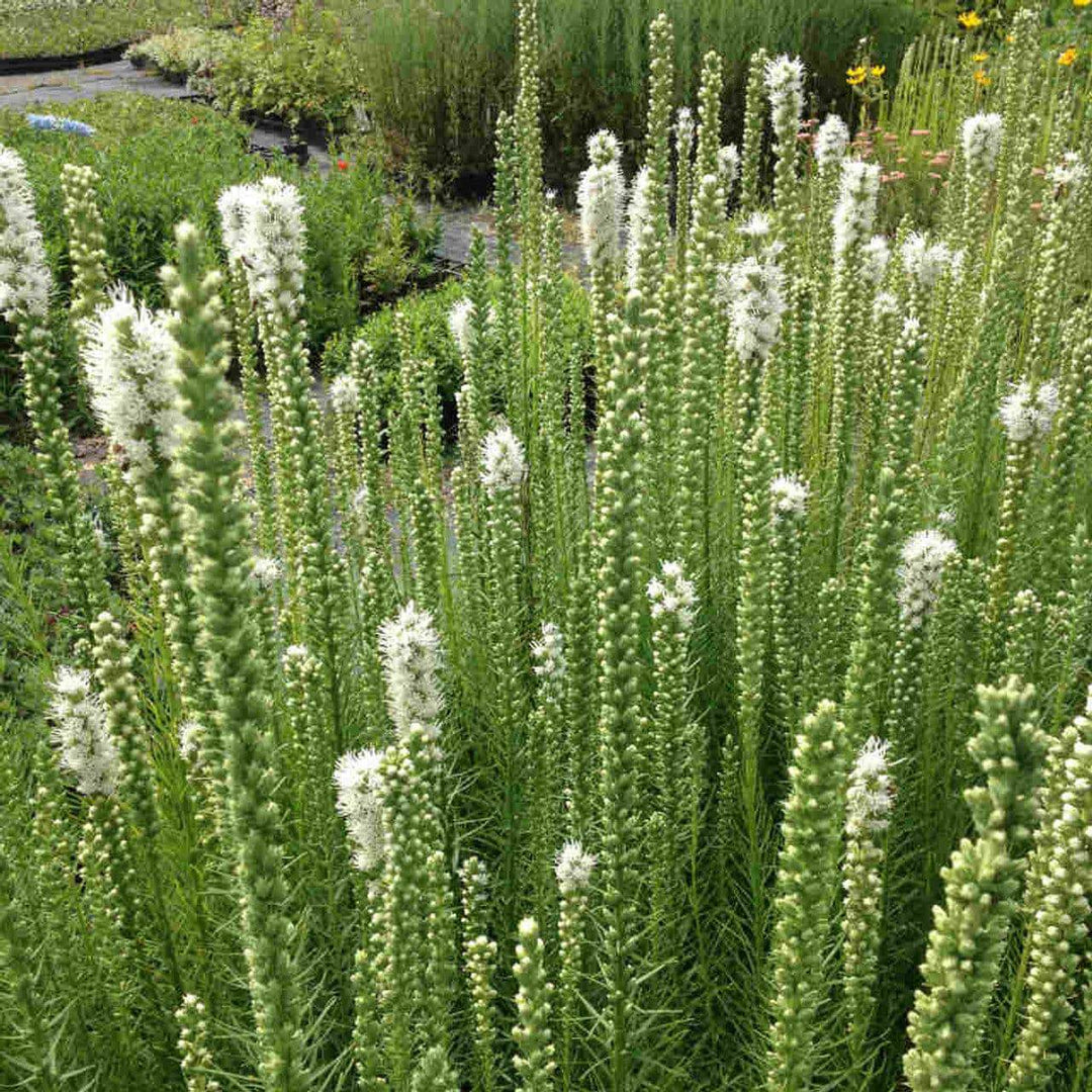 Dense Blazing Star - White - Native Gardeners