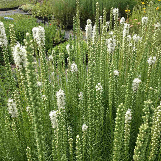 Dense Blazing Star - White - Native Gardeners