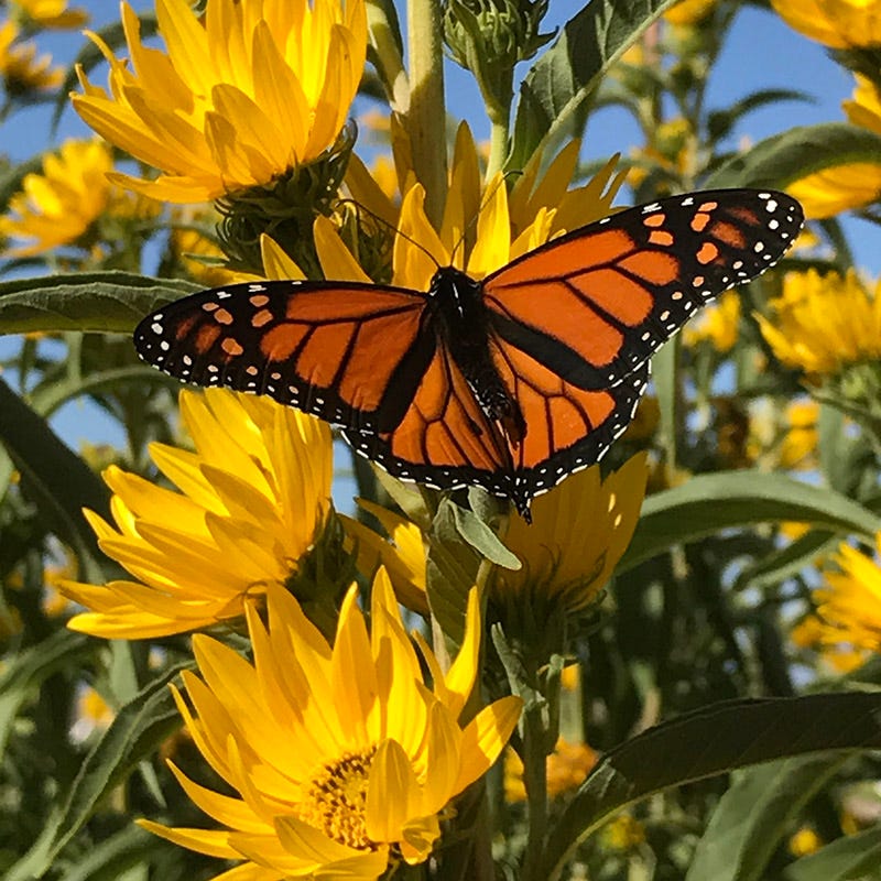 Monarch Butterfly (Danaus plexippus)