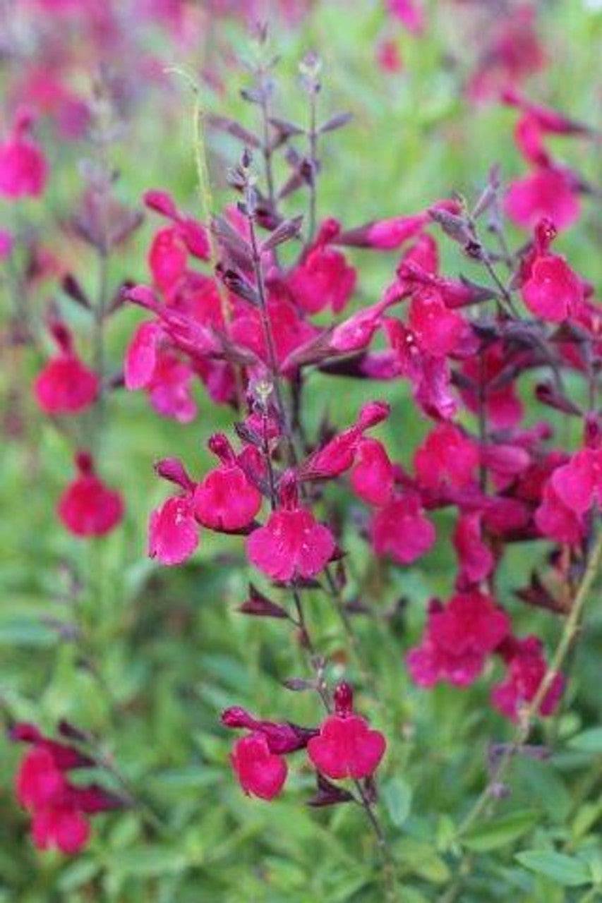 Autumn Sage Raspberry Salvia Greggii 'Raspberry' – Native Gardeners