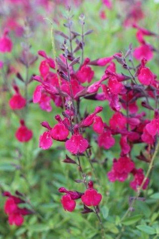 Autumn Sage 'Raspberry' - Native Gardeners