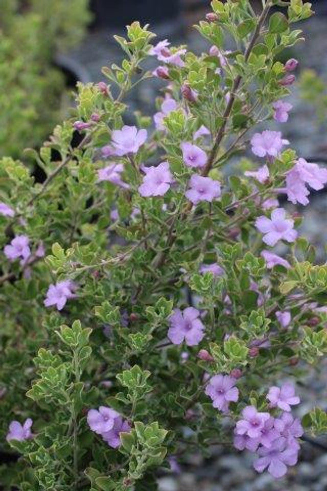 Texas Sage 'Rio Bravo'