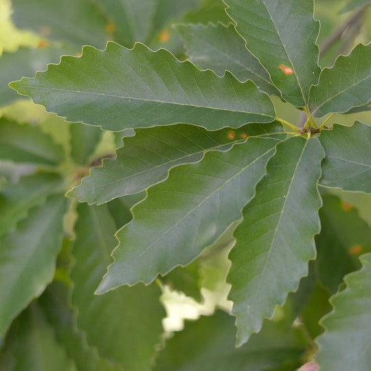 Chinquapin Oak - Native Gardeners