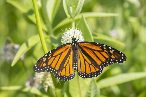 Monarch Butterfly (Danaus plexippus)