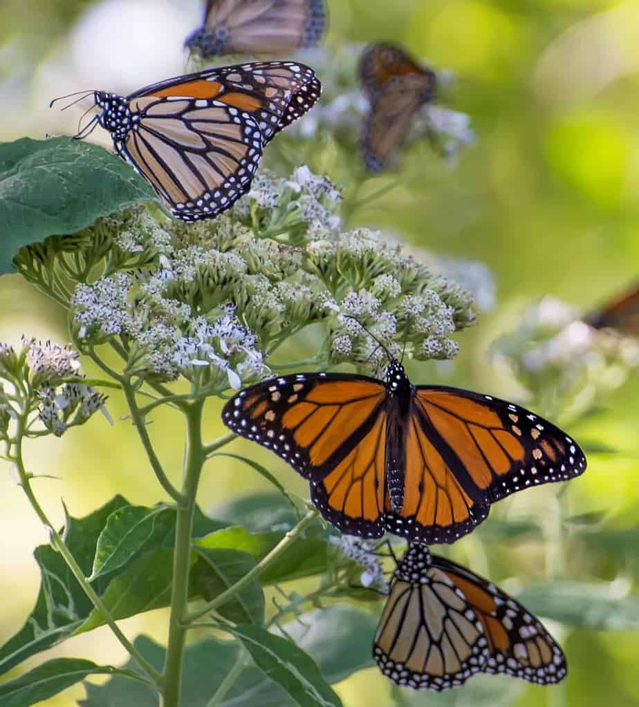 Monarch Butterfly (Danaus plexippus)