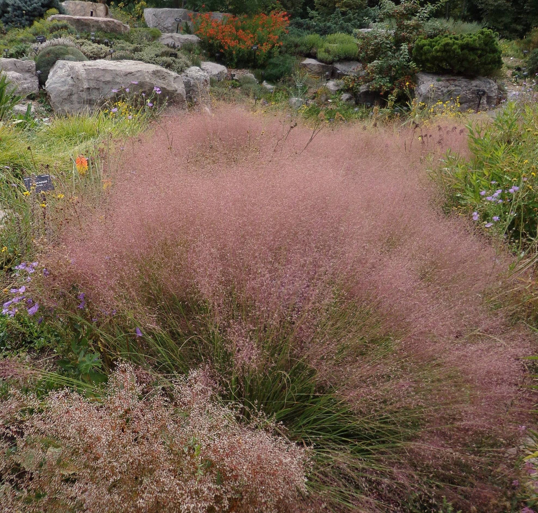 Seep Muhly - Native Gardeners