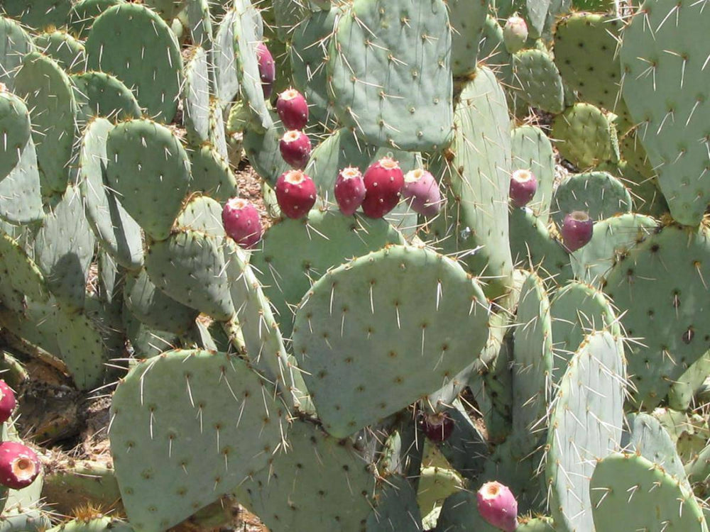 Prickly Pear 'Englemann's' - Native Gardeners