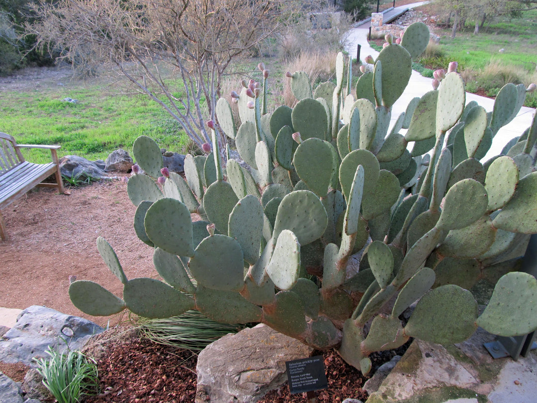 buy prickly pear cactus Prickly Pear 'Spineless' – Native Gardeners