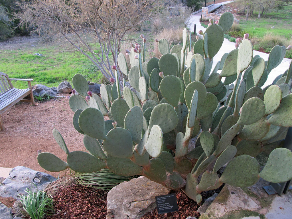 Prickly Pear 'Spineless' – Native Gardeners