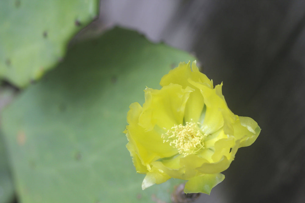 Prickly Pear 'Old Mexico' - Native Gardeners