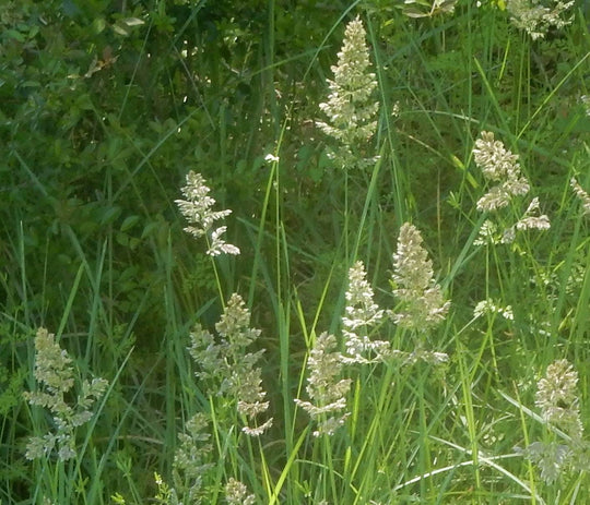 Texas Bluegrass - Native Gardeners