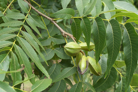 Pecan - Native Gardeners