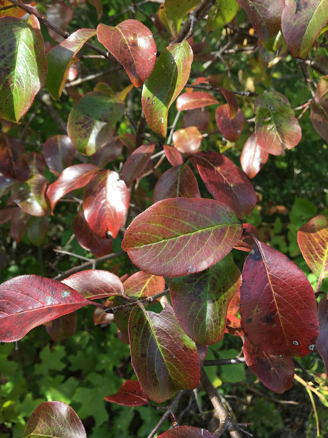 Rusty Blackhaw Viburnum - Native Gardeners