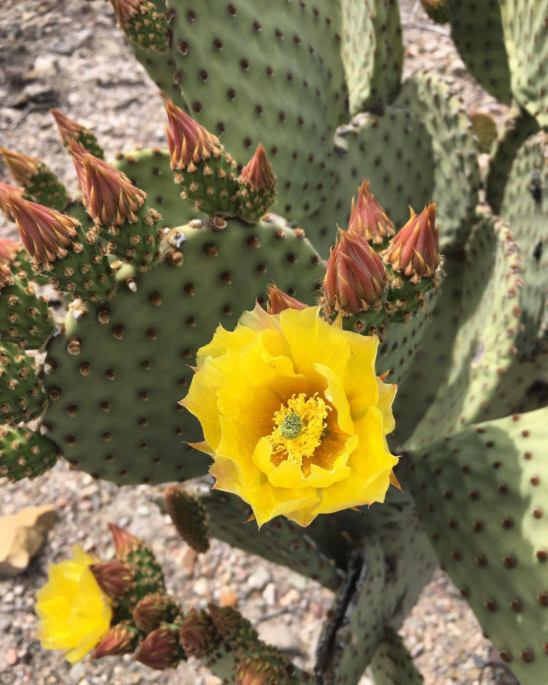 Prickly Pear 'Blind' - Native Gardeners