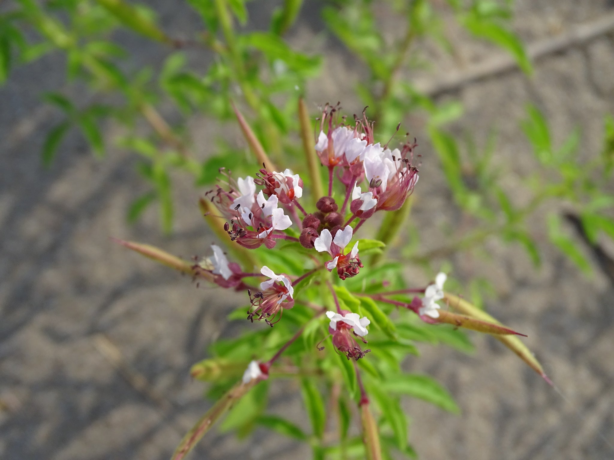 Redwhisker Clammyweed - Native Gardeners