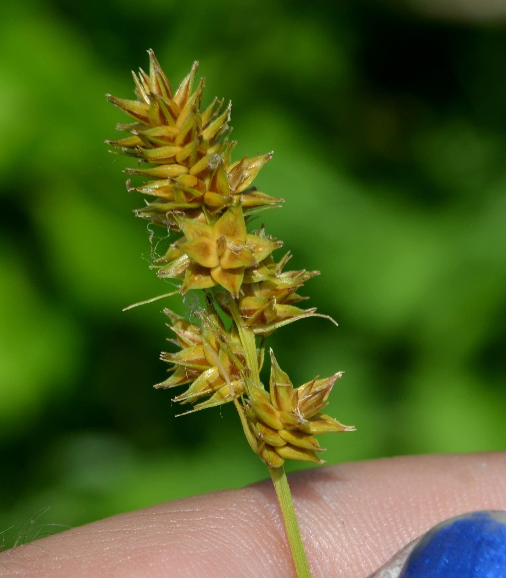 Heavy Sedge – Native Gardeners