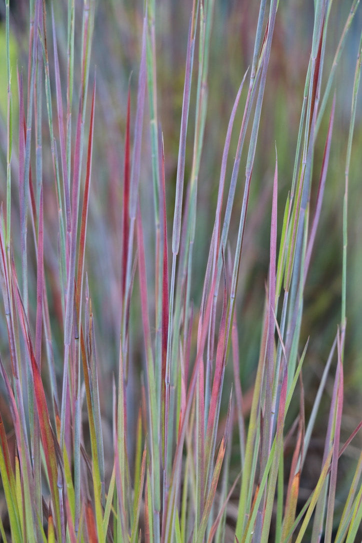 Little Bluestem 'Standing Ovation'