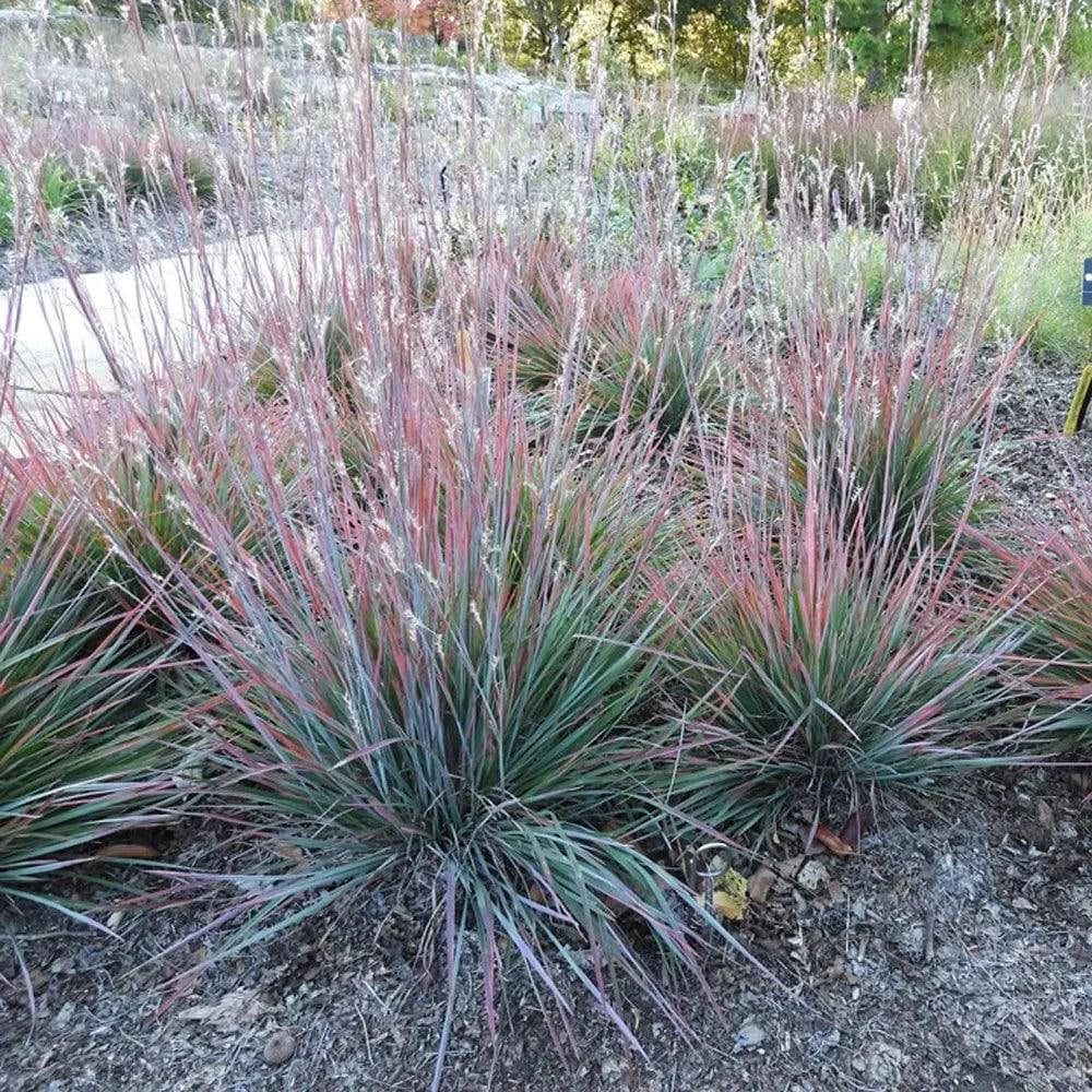 Little Bluestem 'Standing Ovation' - Native Gardeners