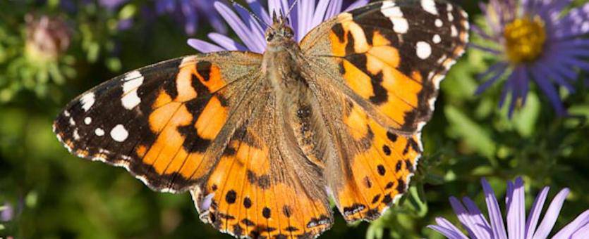  Painted Lady (Vanessa cardui)