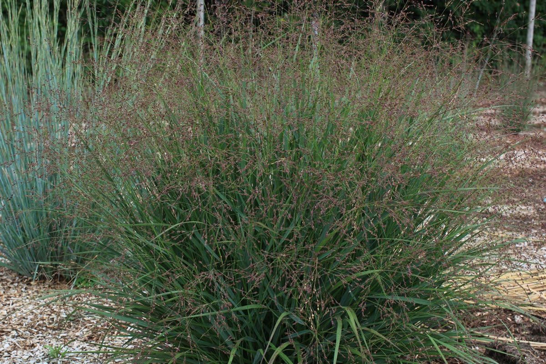 Switchgrass 'Tumbleweed' - Native Gardeners