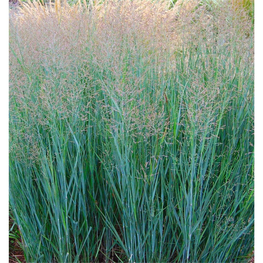 Switchgrass 'Heavy Metal' - Native Gardeners