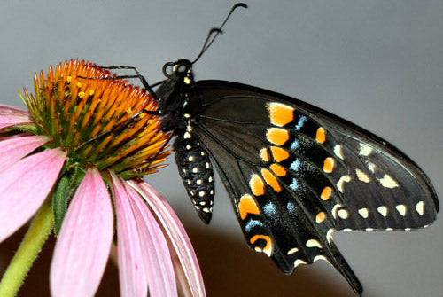 Black Swallowtail (Papilio polyxenes)