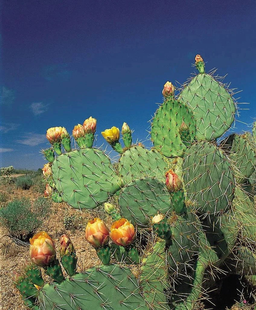 coastal prickly pear cactus Prickly Pear 'Englemann's'