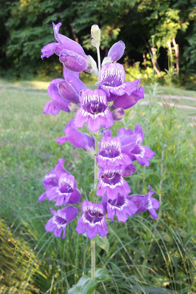 Wild Foxglove - Native Gardeners