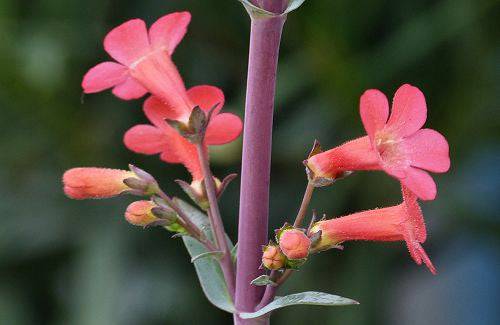 Penstemon 'Coral' - Native Gardeners