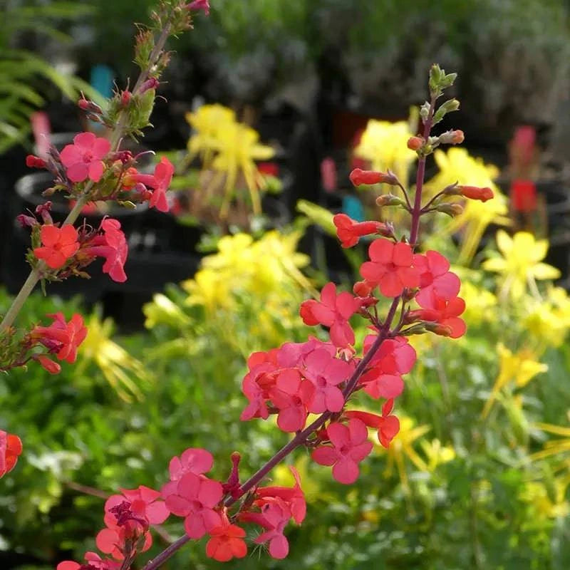 Penstemon 'Coral' - Native Gardeners