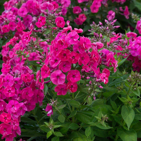 Garden Phlox 'Ka-Pow Pink- - Native Gardeners