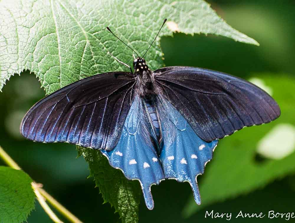 Pipevine Swallowtail Butterfly (Battus philenor)