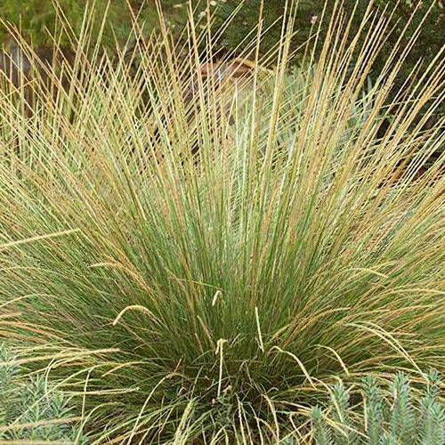 Pine Muhly - Native Gardeners