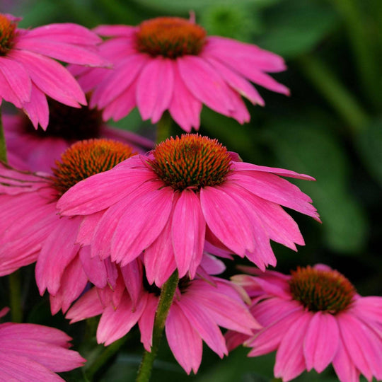 Wild Berry Coneflower - Native Gardeners