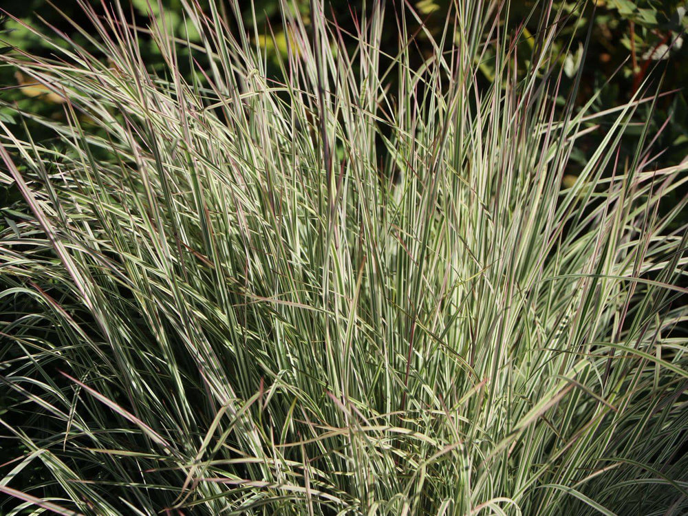 Little Bluestem 'Chameleon' - Native Gardeners