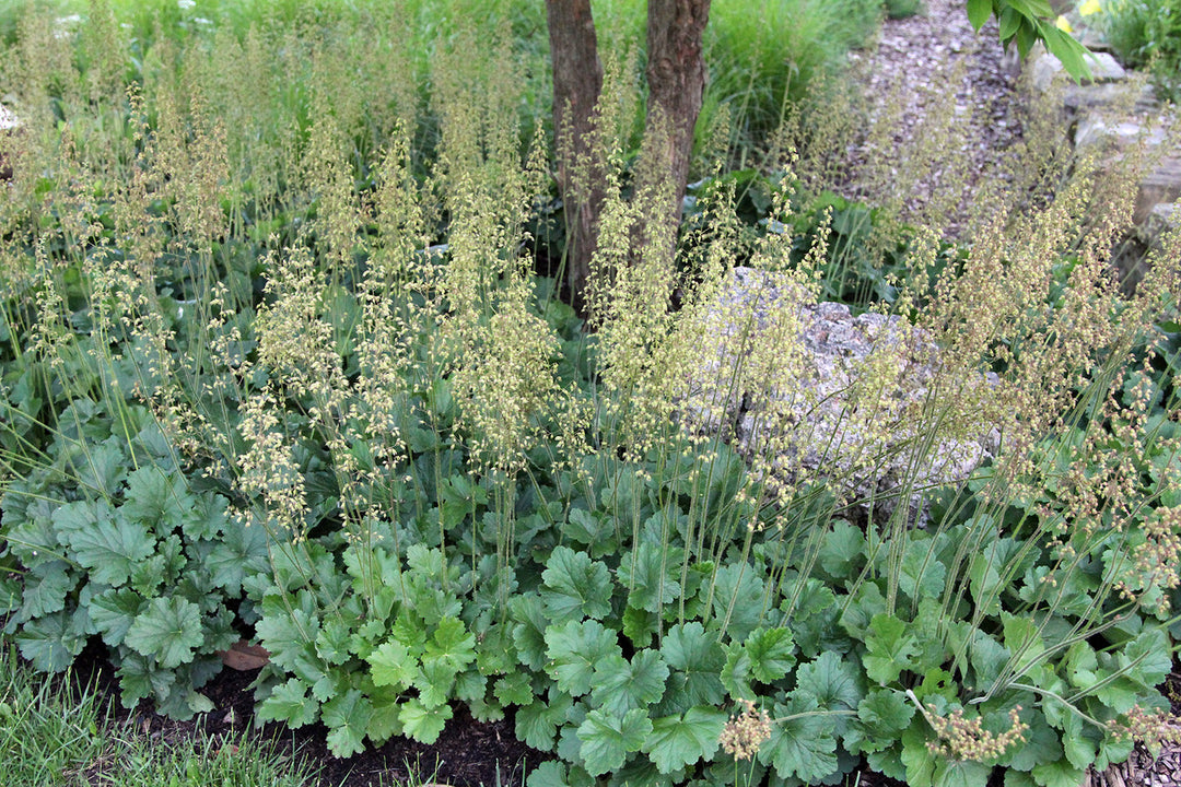 Prairie Alumroot - Native Gardeners