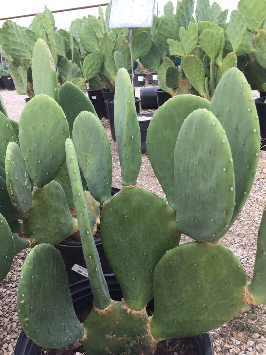 Prickly Pear 'Spineless' - Native Gardeners