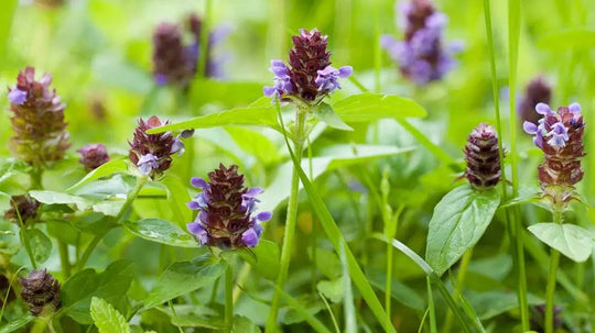 Selfheal - Native Gardeners