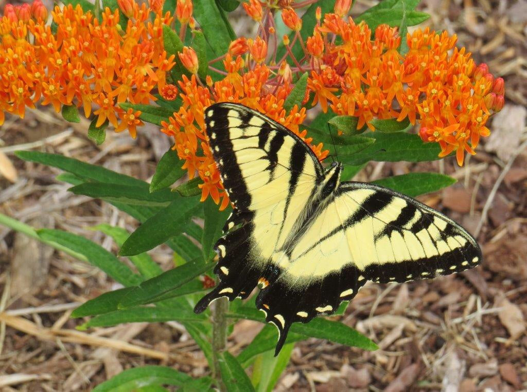 Butterfly Weed