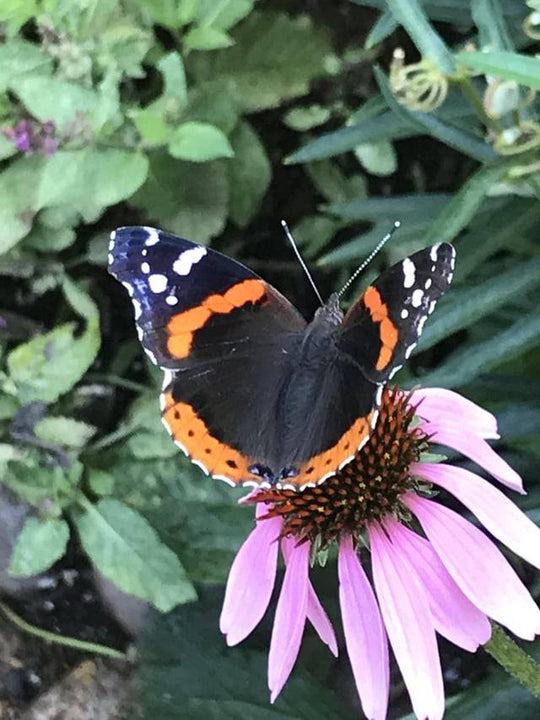 Red Admiral (Vanessa atalanta)