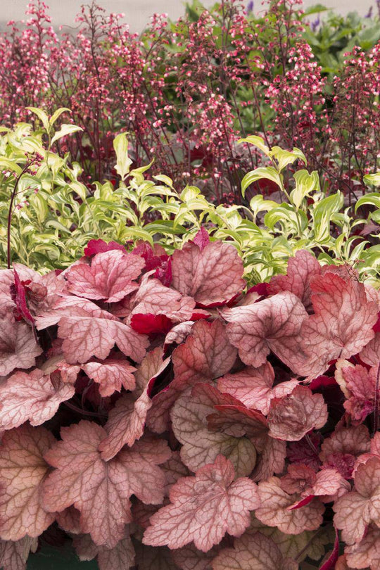 Coral Bells 'Georgia Peach' - Native Gardeners