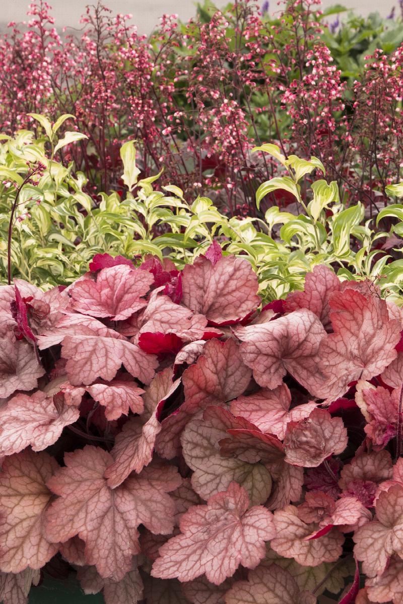 Coral Bells 'Georgia Peach'