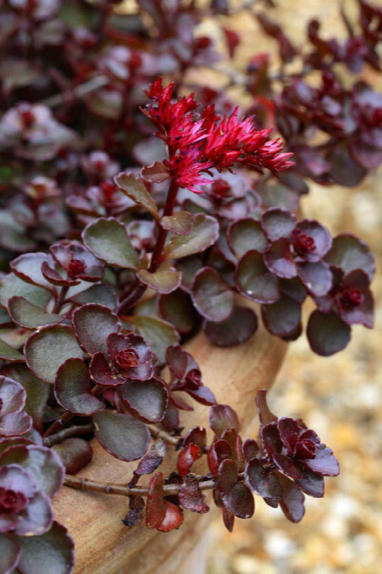 Sedum 'Dragon's Blood' - Native Gardeners