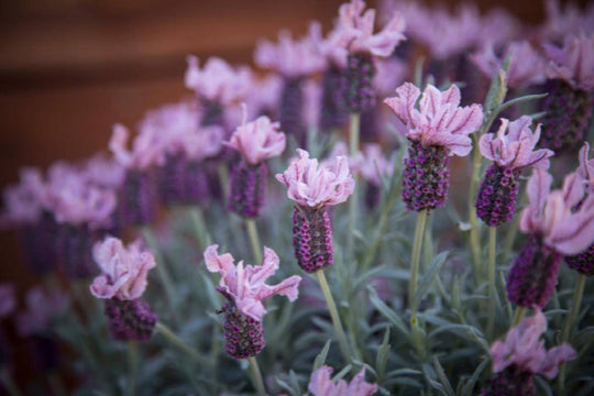 Ghostly Princess Spanish Lavender - Native Gardeners