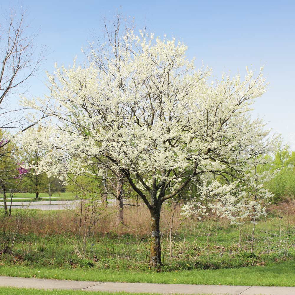 Texas Redbud 'White' - Native Gardeners