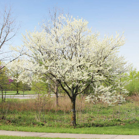 Texas Redbud 'White' - Native Gardeners