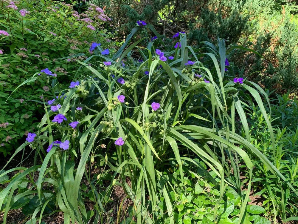 Spiderwort - Native Gardeners