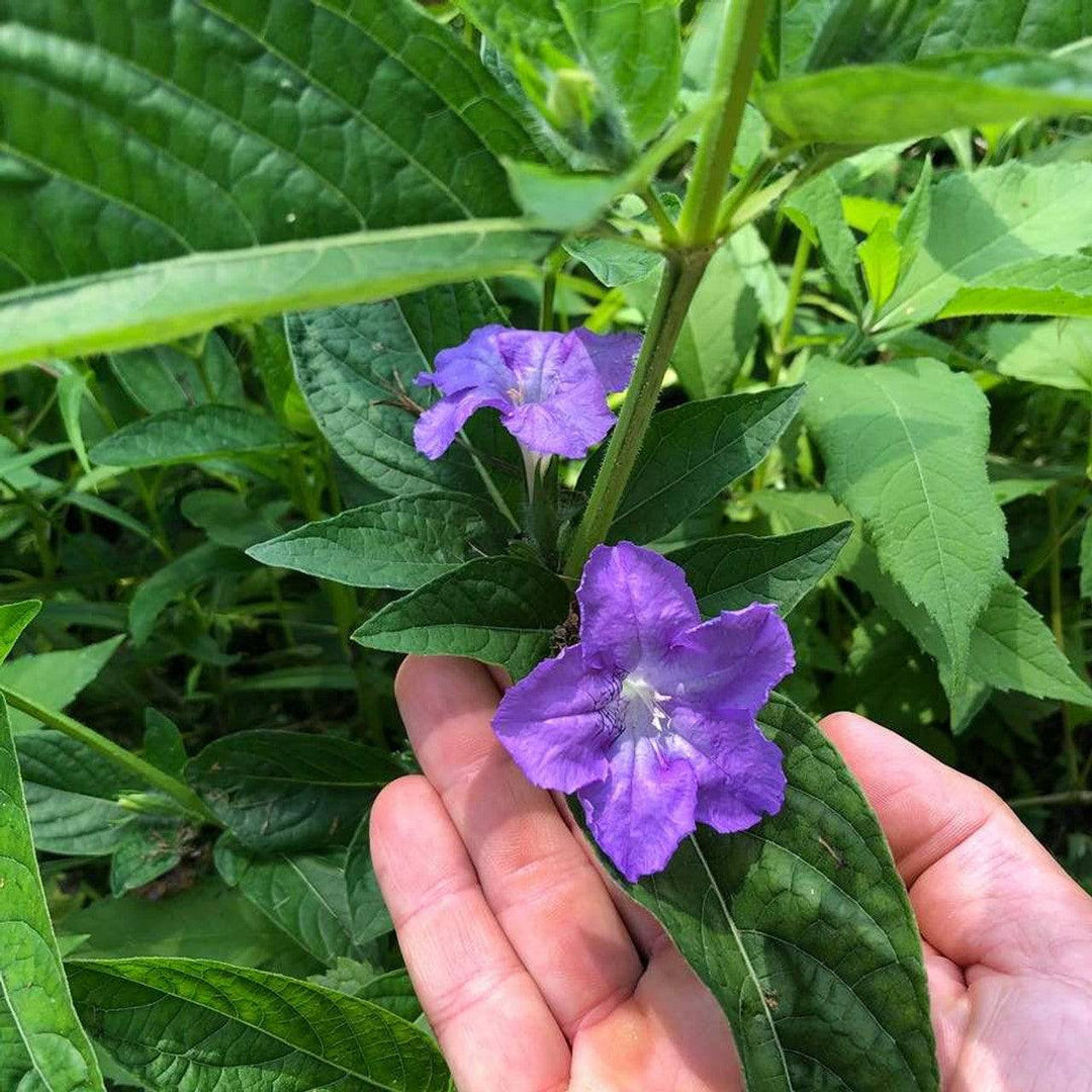 Wild Petunia - Native Gardeners