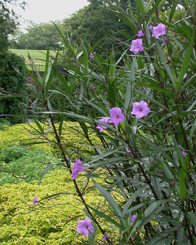 Purple Ruellia